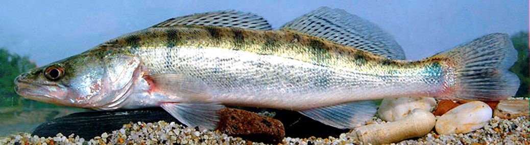 Sander lucioperca_06,jpg